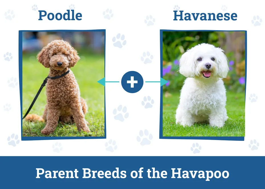 Parent Breeds of the Havapoo