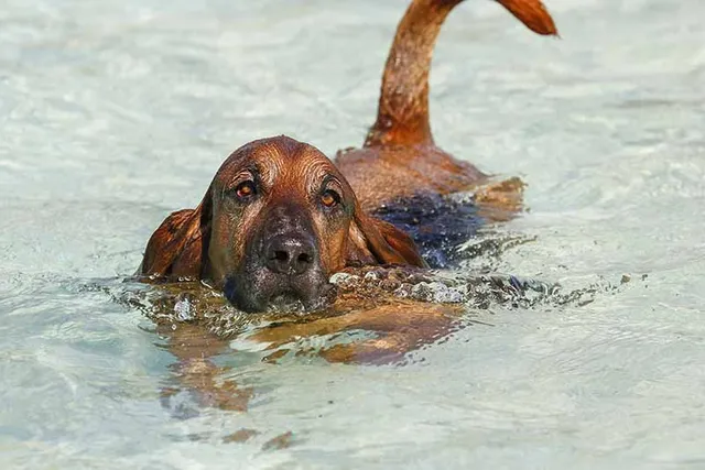 Can All Dogs Swim? Canine Water Vet-Verified Safety Facts & FAQ