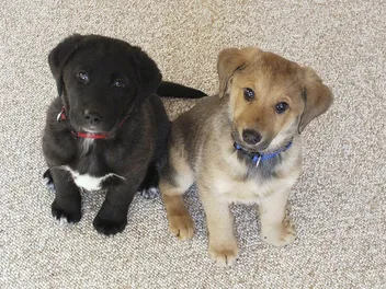 Labrador Retriever Puppies for Sale in Wisconsin: 2026 Breeders List