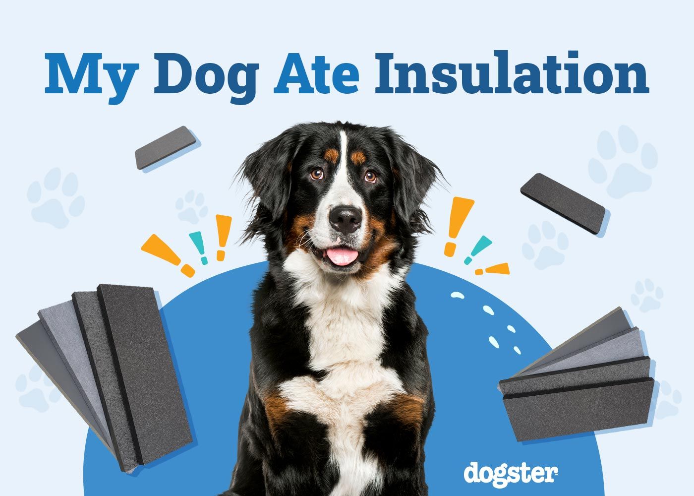 My Dog Ate Insulation