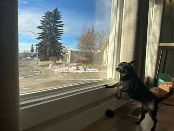 Subi the Daydreamer & Her Friends from a Distance