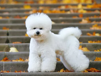 Royals Bark at the Park: What It Is & How to Bring Your Pup