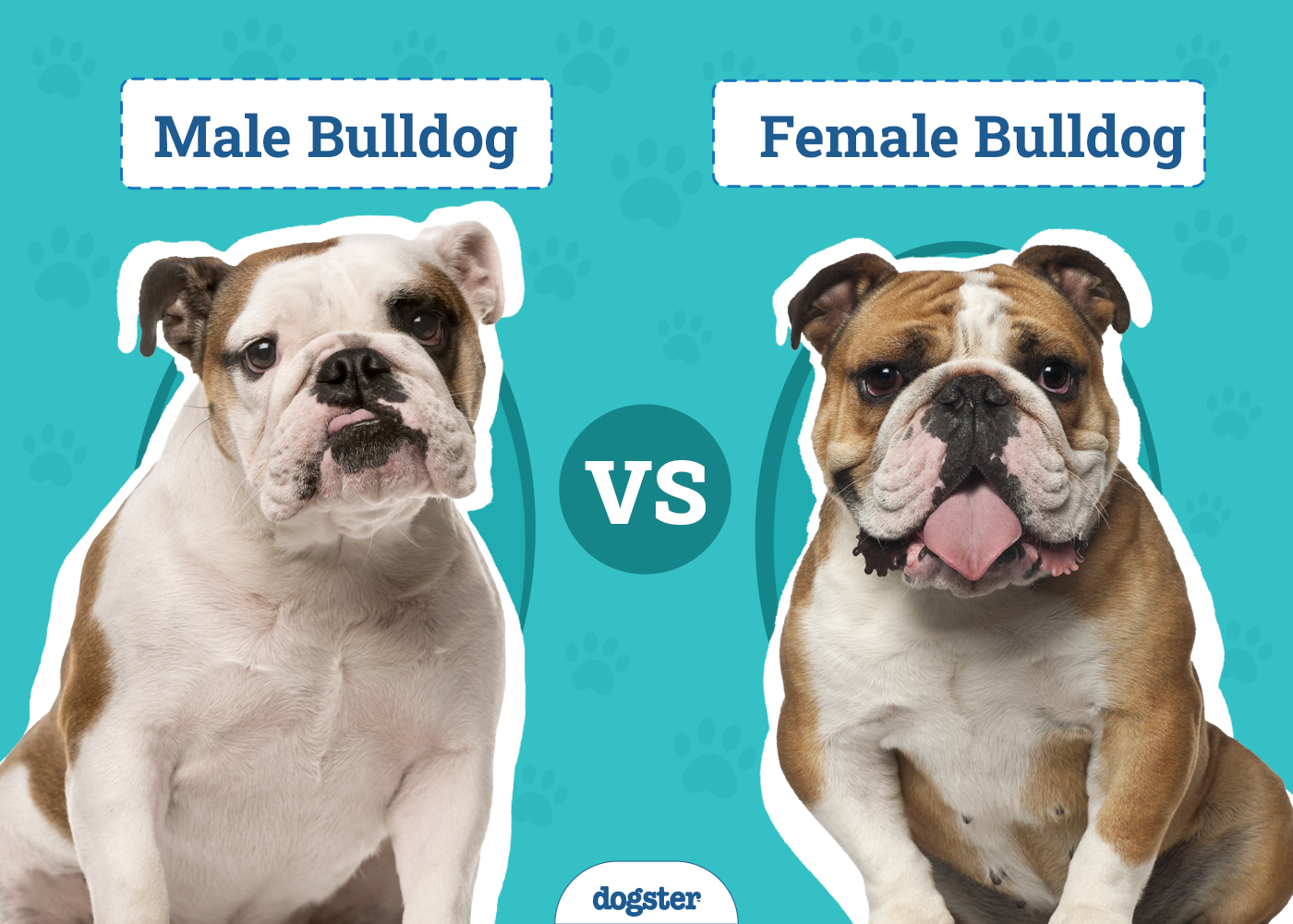 Male Vs Female Bulldog