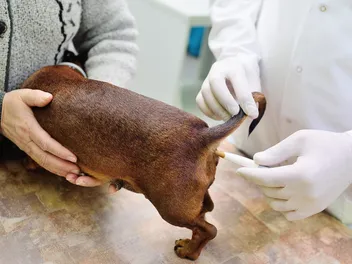 How to Take a Dog's Temperature: 7 Vet-Approved Steps, Do's & Don'ts