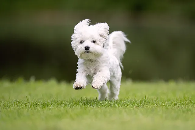 How to Train a Westie: 7 Vet-Approved Tips