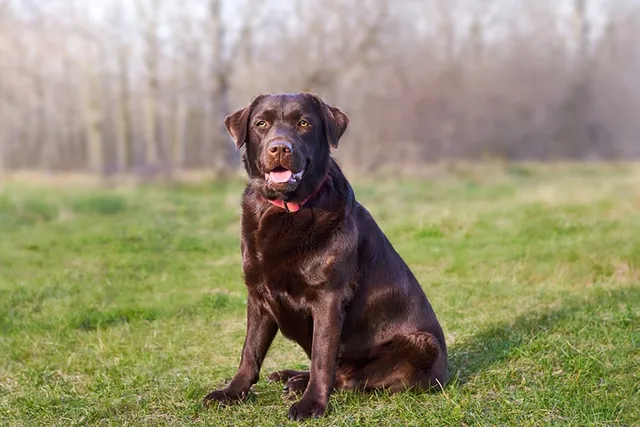 How Much Do Labradors Shed? Vet-Verified Care and Grooming Tips