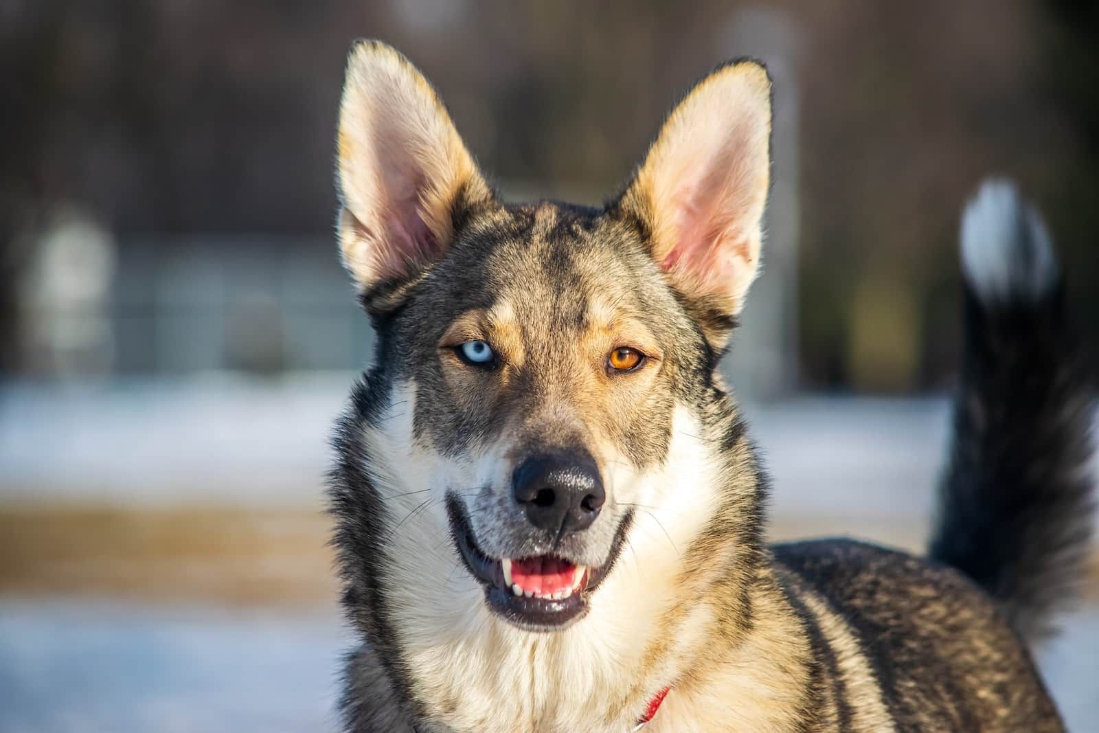 heterochromia dog