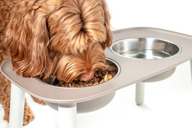 How to Switch Your Dog's Food: 6 Vet-Approved Steps