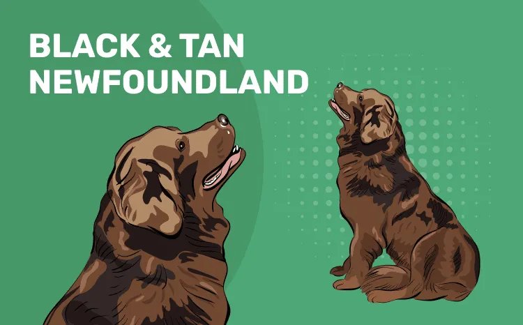 Black & Tan Newfoundland