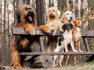 Are Dogs Social Animals? Vet-Verified Canine Socialization Science & Facts