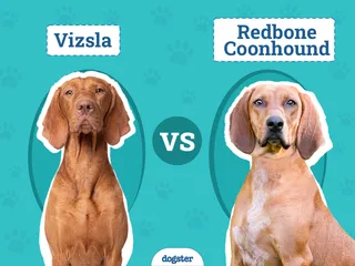 Vizsla vs Redbone Coonhound: The Differences (With Pictures)