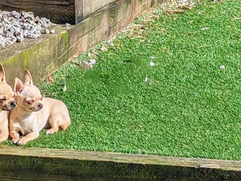 Dr Karyn’s 10 Commandments For Successful Puppy Parenting (Part 2)