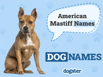 200+ American Mastiff Names: Unique, Classic & Powerful Ideas