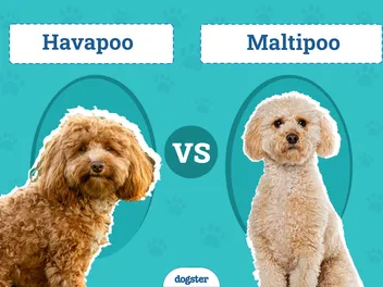 Havapoo vs. Maltipoo: The Main Differences (With Pictures)