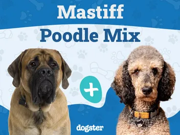 Mastidoodle (Mastiff & Poodle Mix): Info, Pictures, Care & More