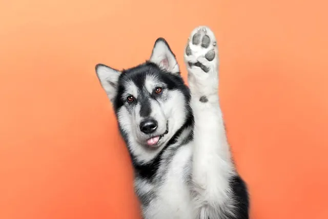 Why Are my Dog's Feet Itchy? Vet-Reviewed Health Concerns Explained