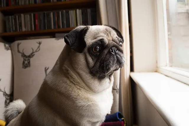 Dog Anxiety Awareness Week 2026: When & What It Is