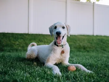 Flandoodle Dog Breed: Info, Pictures, Care & More