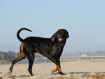 Are Dogs Allowed on Huntington Beach? 2026 Guide & Tips