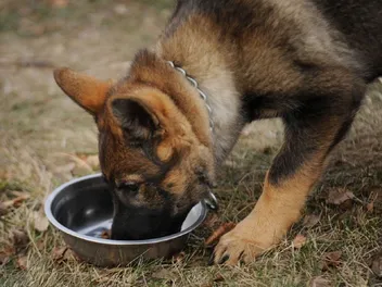 6 Best Foods for German Shepherds to Gain Weight in 2026 - Reviews & Top Picks