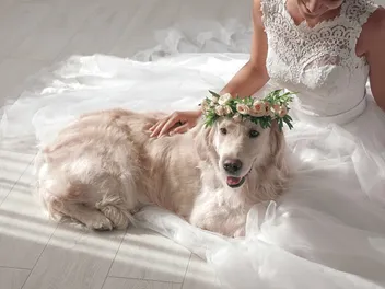 Can You Marry a Dog? Unusual Facts Explained