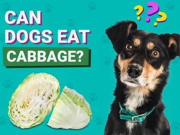 Can Dogs Eat Cabbage? Vet-Verified Nutrition Facts & Info