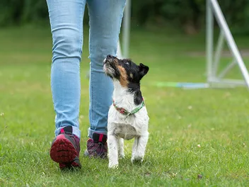 How to Teach a Dog to Heel: 7 Vet-Approved Tips
