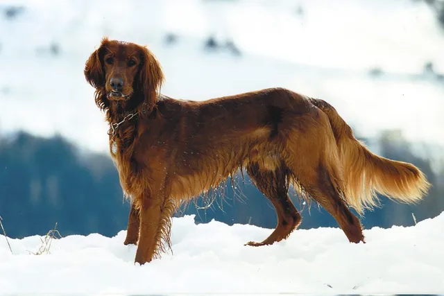 Golden Irish Dog Breed: Info, Pictures, Care & More
