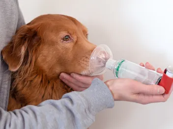 Can Dogs Have Asthma? Vet-Verified Signs, Diagnosis & Treatment
