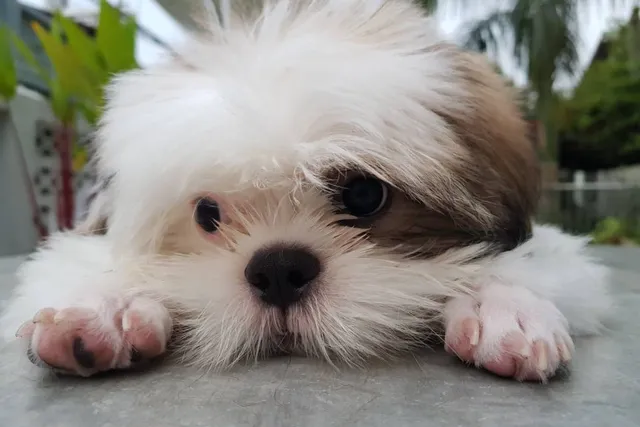 Malshi (Maltese & Shih Tzu Mix): Info, Pictures, Care & More