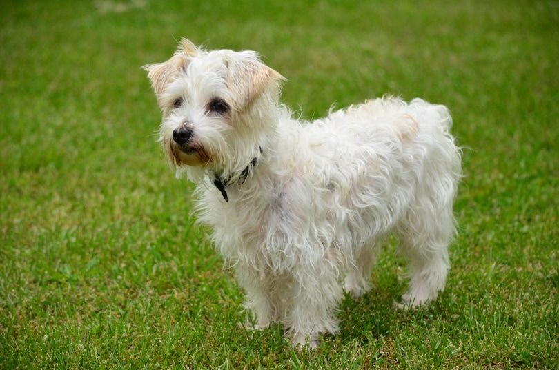 jack a poo dog on grass