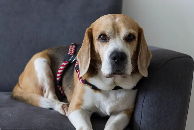 Are Beagles Smart? Facts & Training Tips
