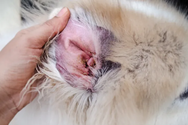 Ear Dermatitis In Dogs: Our Vet Explains the Signs, Risks & Treatment