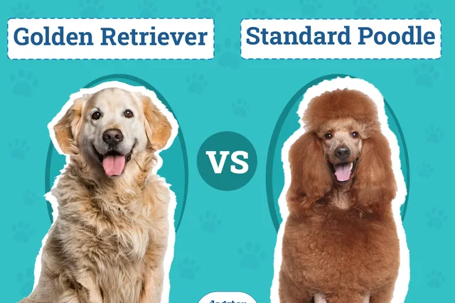 Golden Retriever vs Standard Poodle: Main Differences (With Pictures)