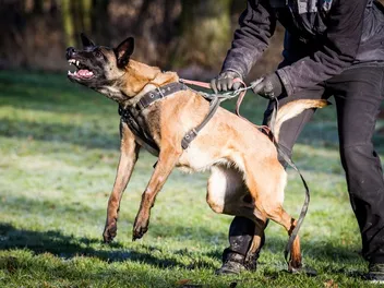 How Aggressive Are Belgian Malinois? Vet-Reviewed Breed Facts & FAQ