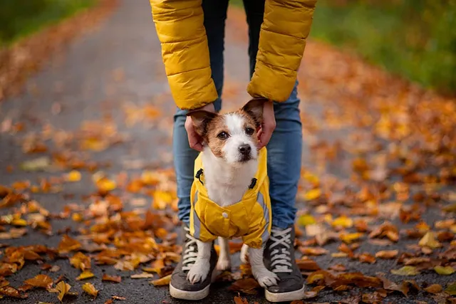 National Dogs in Yellow Day 2026: When It Is & How to Celebrate