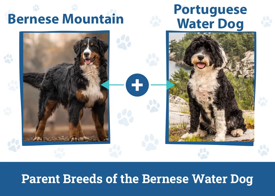 Parent Breeds of the Bernese Water Dog