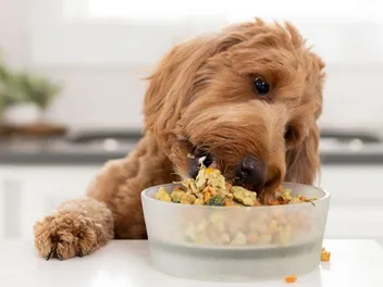 8 Best Just Food For Dogs Alternatives in 2026: Reviews & Top Picks (Vet-Reviewed)