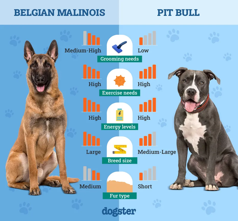 Dogster_Side by Side Comparison_ Belgian Malinois vs Pit Bull