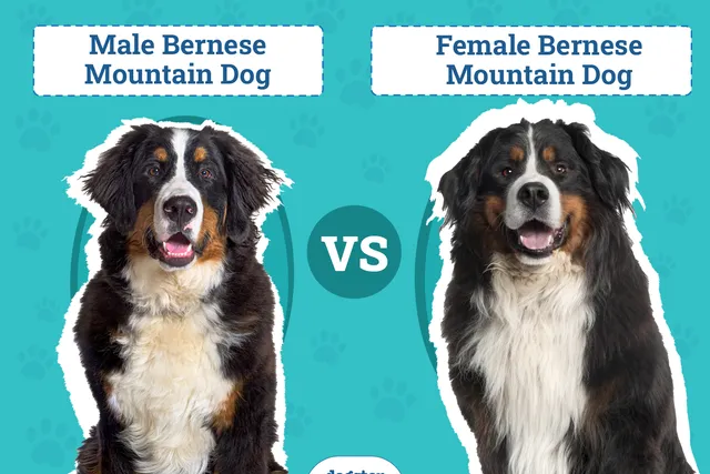 Male vs Female Bernese Mountain Dogs: The Differences (With Pictures)