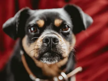 Carlin Pinscher (Miniature Pinscher & Pug Mix): Info, Pictures, Care & More