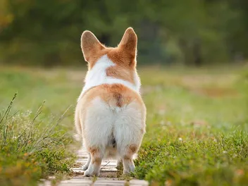 10 Great Off-Leash Dog Parks in Fairfield, CA You Can Visit Today