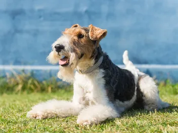 Wire Fox Terrier: Dog Breed Info, Pictures, Care & Traits