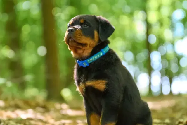 Are Rottweilers Good for First-Time Dog Owners? Read Before Adopting One