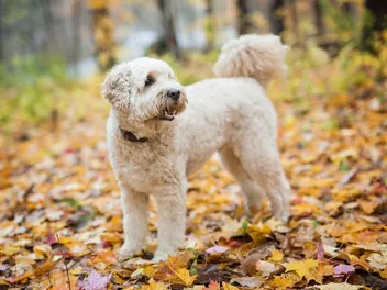4 Goldendoodle Coat Types: Breed Facts & FAQs