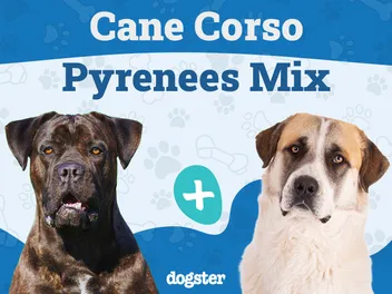 Cane Corso Great Pyrenees Mix: Info, Pictures, Care & More