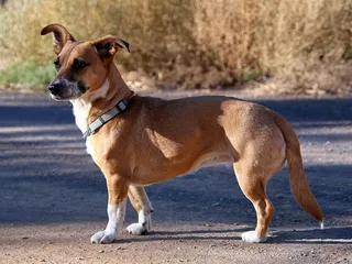 Jackshund (Dachshund Jack Russell Mix): Info, Pictures, Care & More
