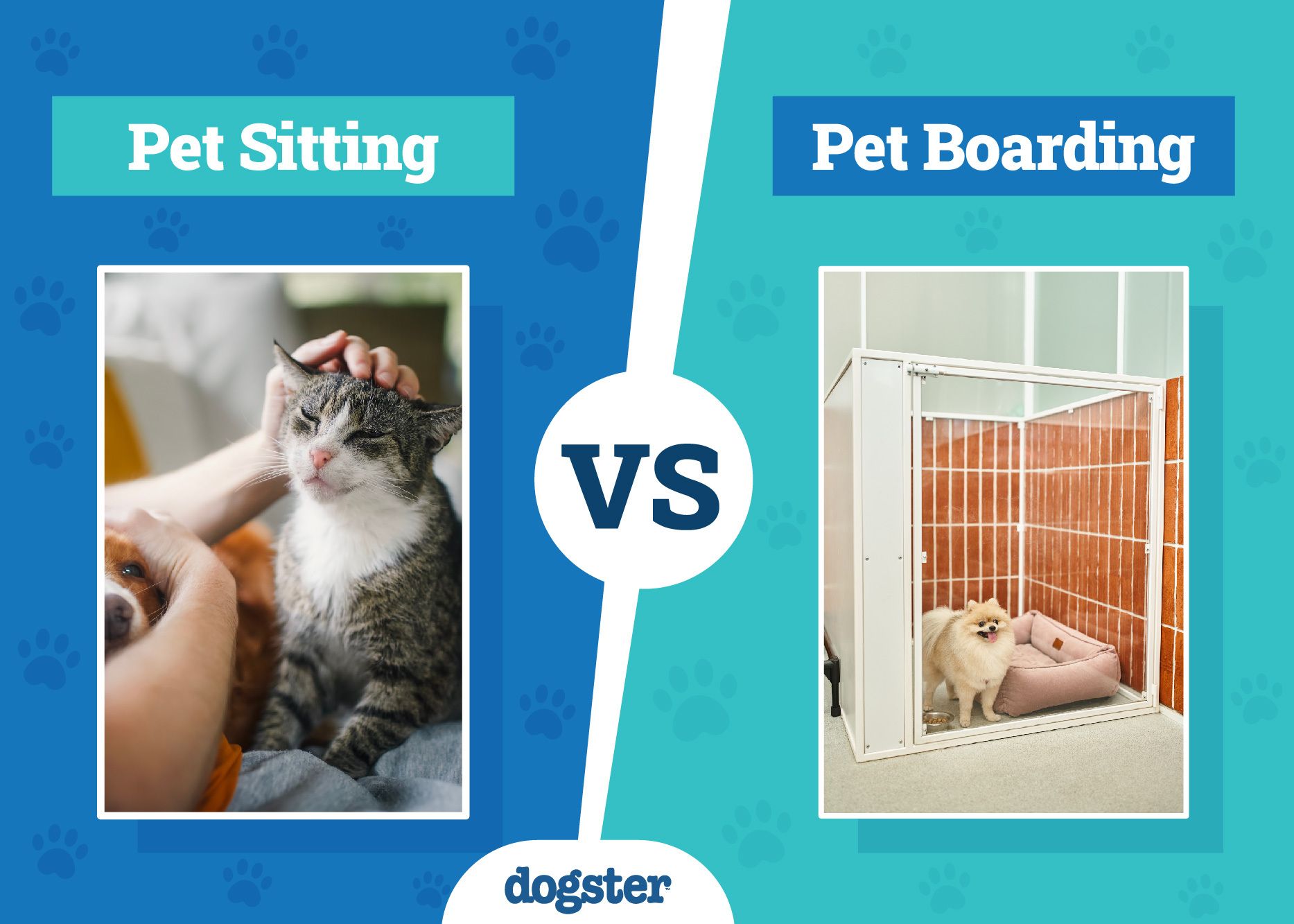 Pet Sitting vs Boarding: Notable Differences & What’s Best for Your Pet