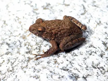Are Frogs Poisonous to Dogs? Vet-Reviewed Facts