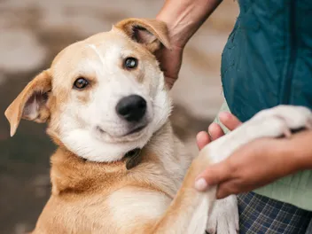 How Much Are Dogs at PetSmart? 2026 Price Update